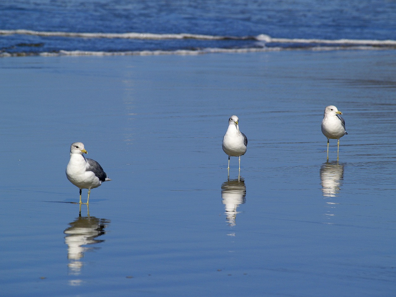 seagulls beach water free photo