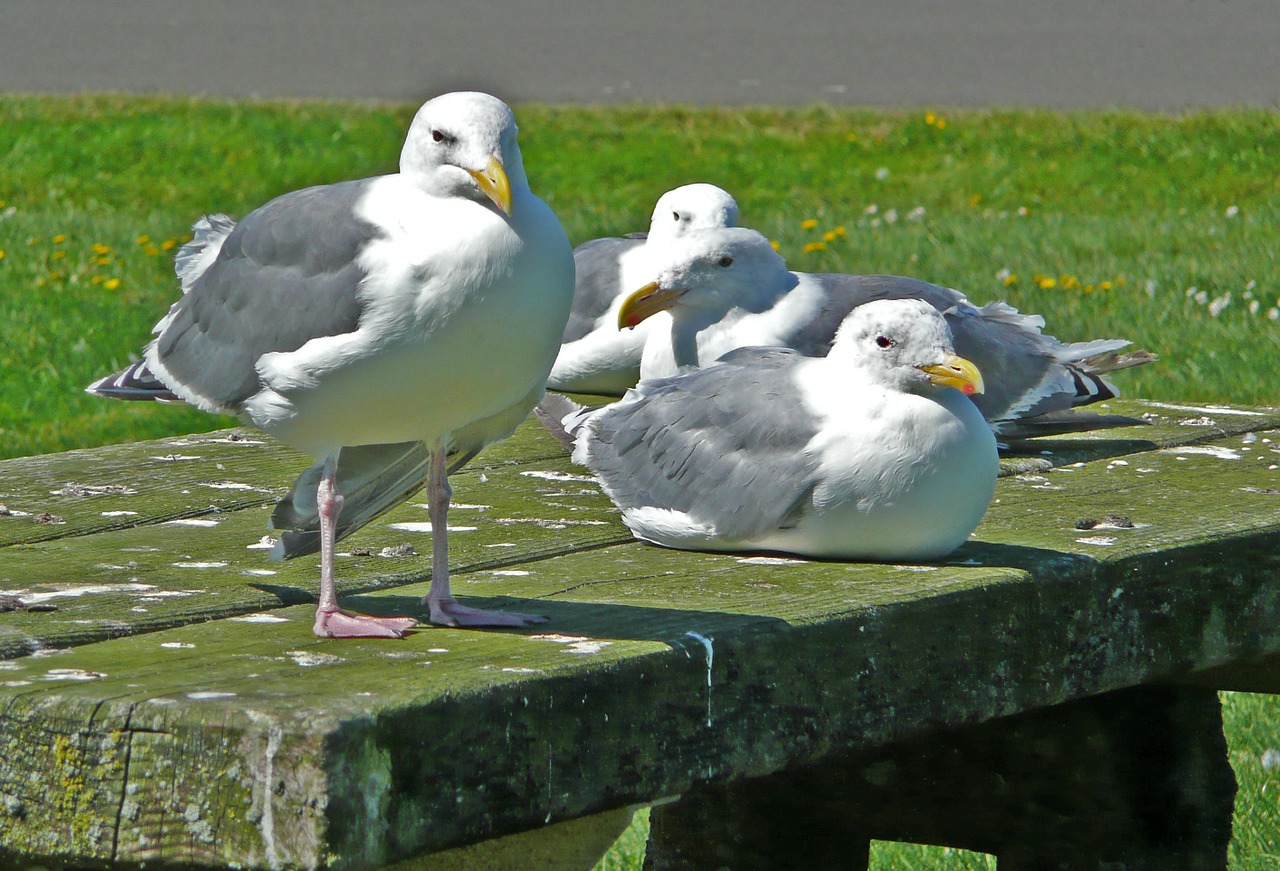 seagulls waterbirds birds free photo