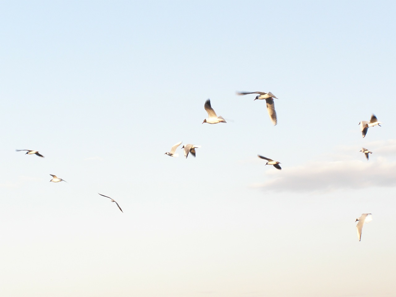 seagulls flying spring free photo