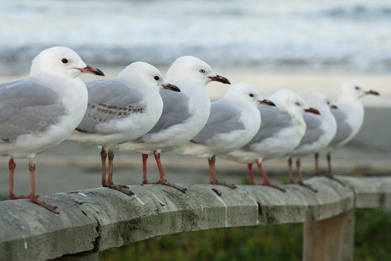 seagulls row perched free photo