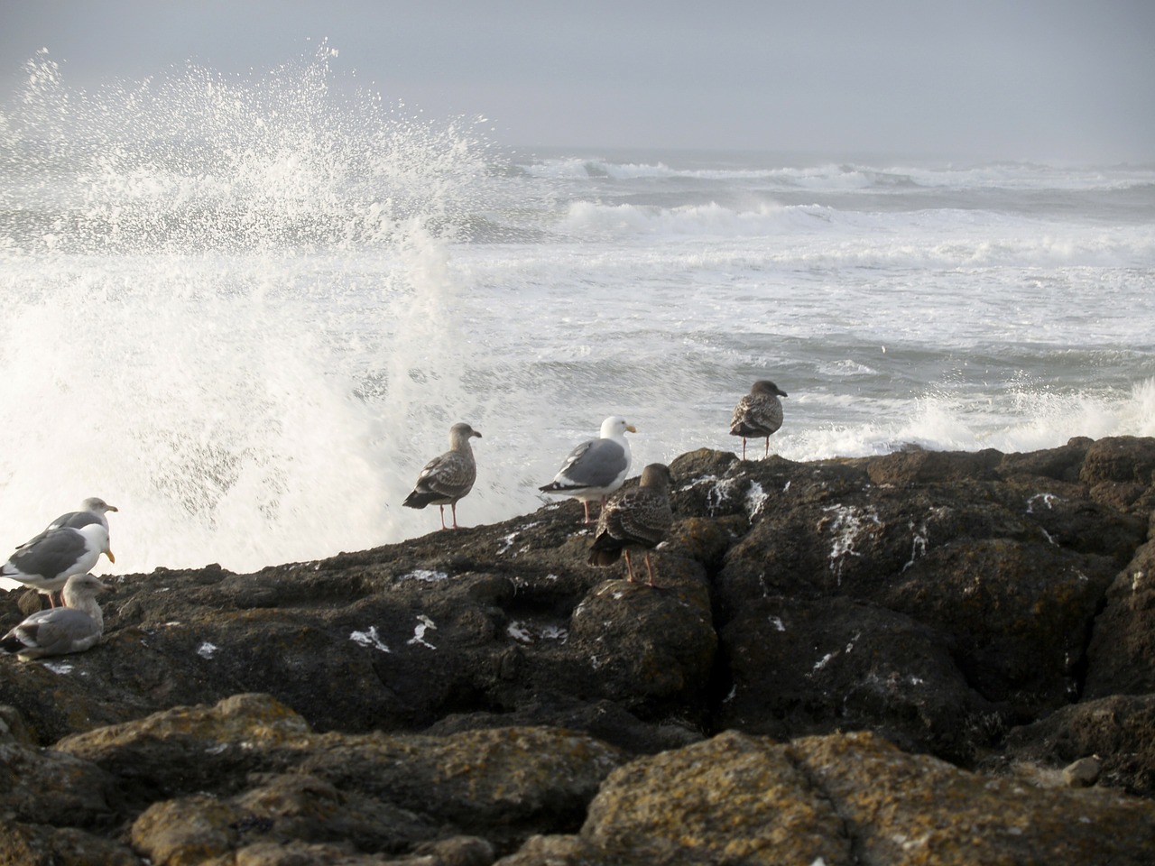 seagulls birds waves free photo