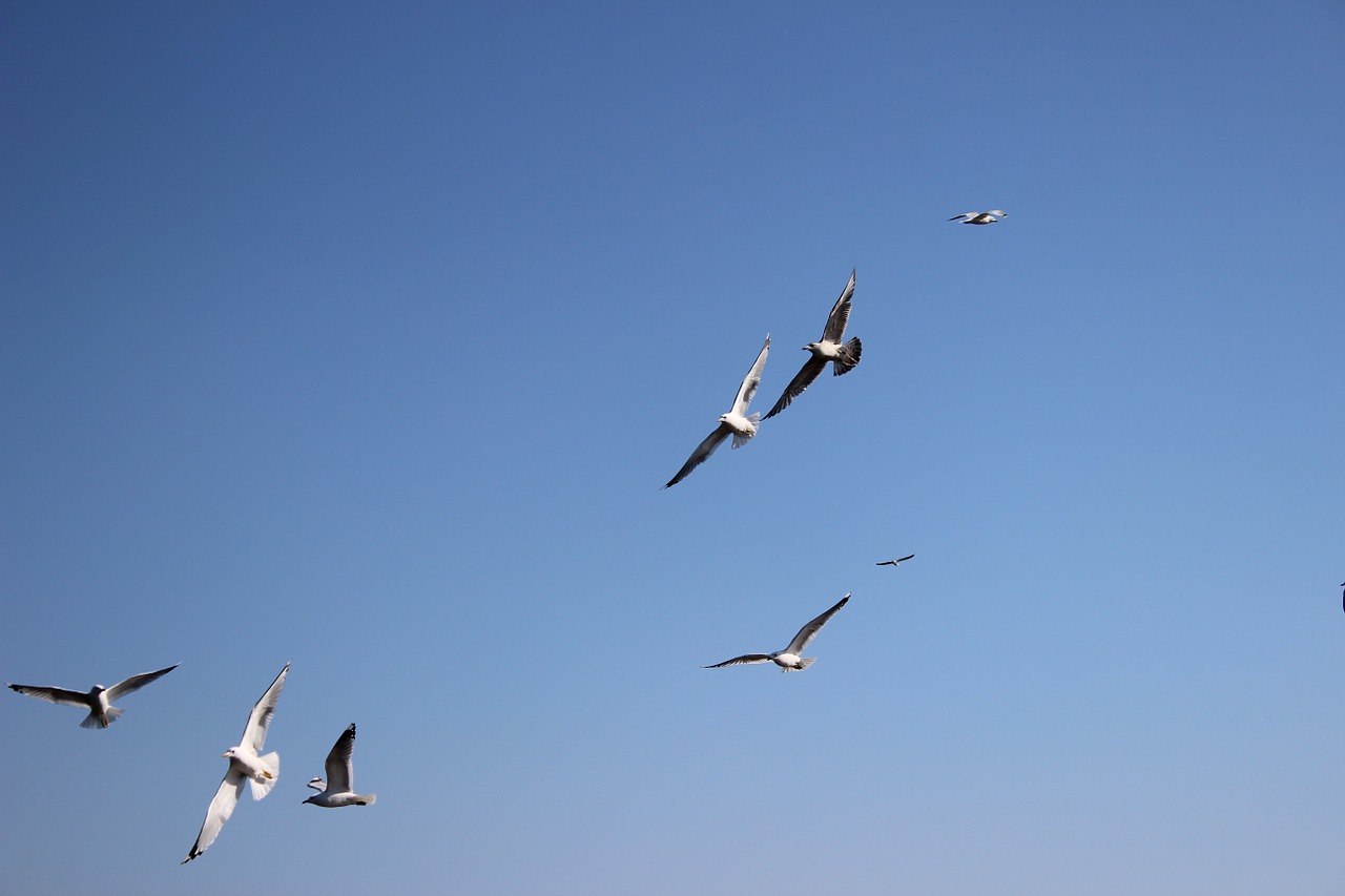 seagulls norway birds free photo