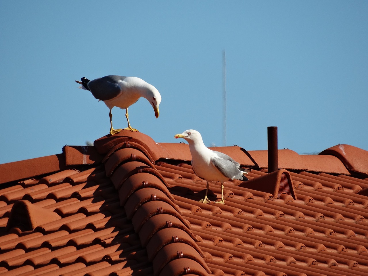 seagulls birds love free photo