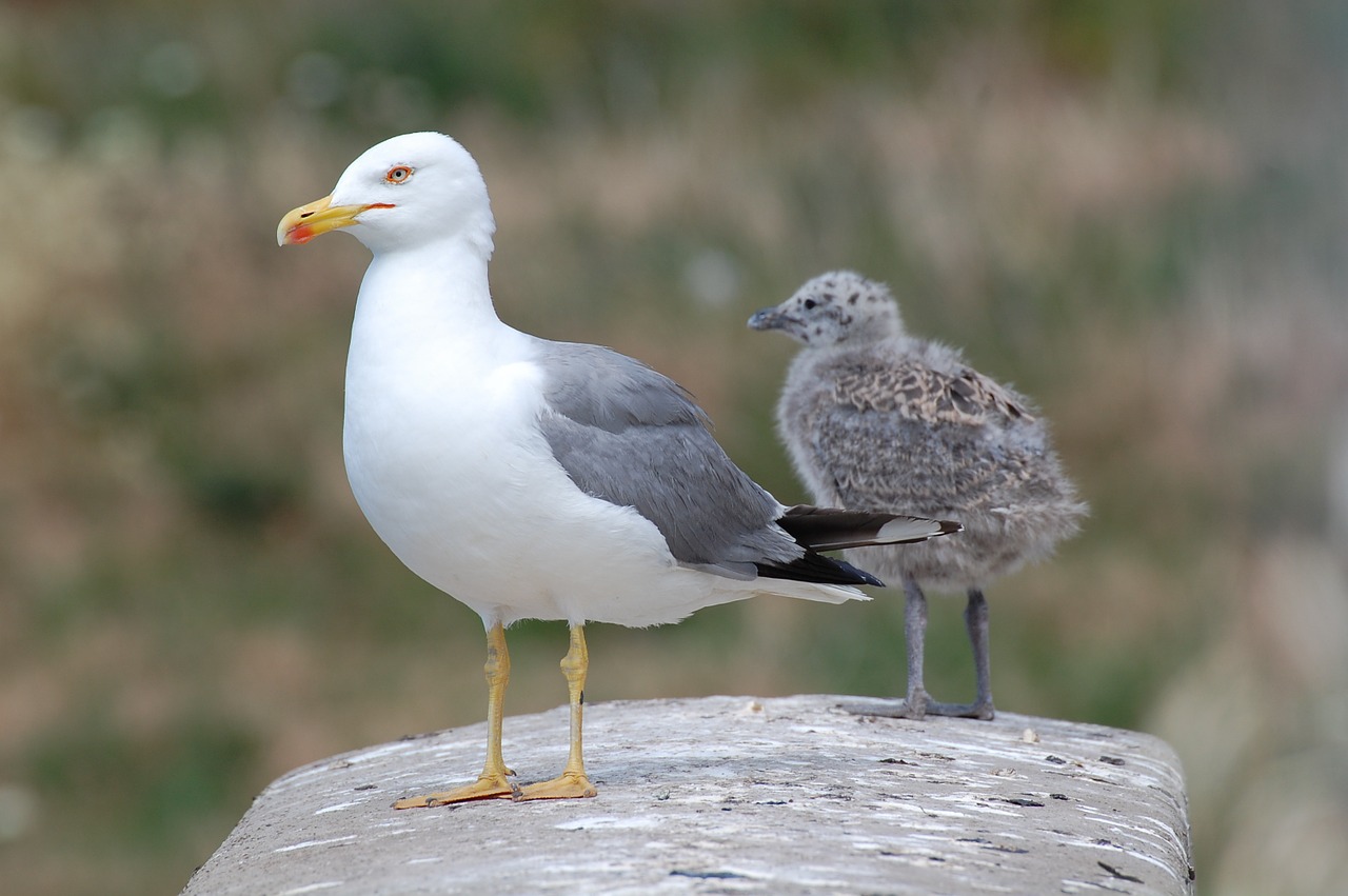 seagulls puppies birds free photo