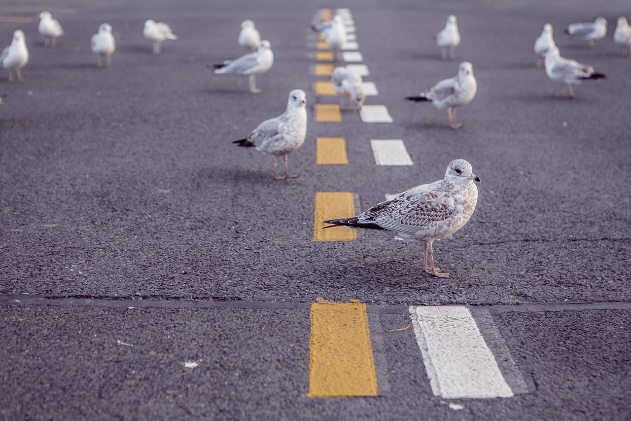 seagulls birds pavement free photo