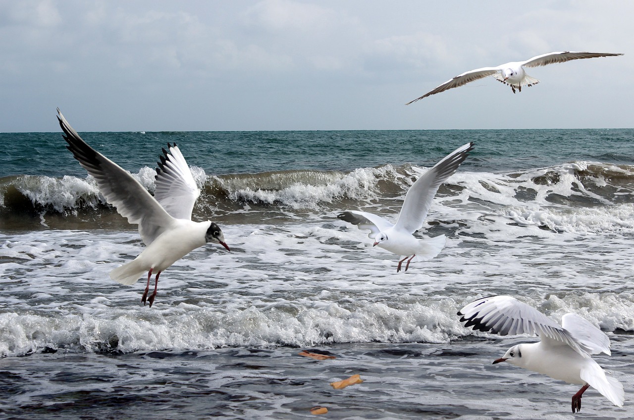 seagulls sea ocean free photo