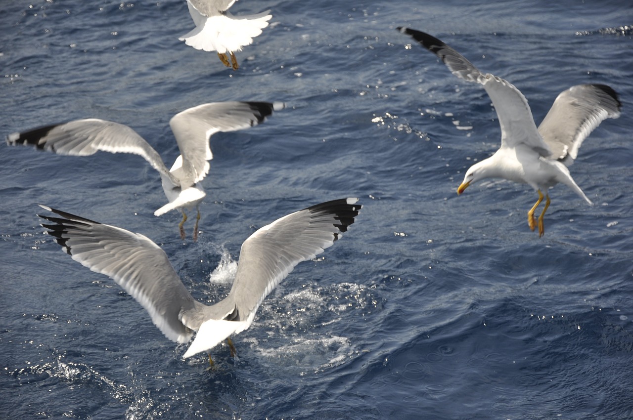 seagulls birds bird flight free photo