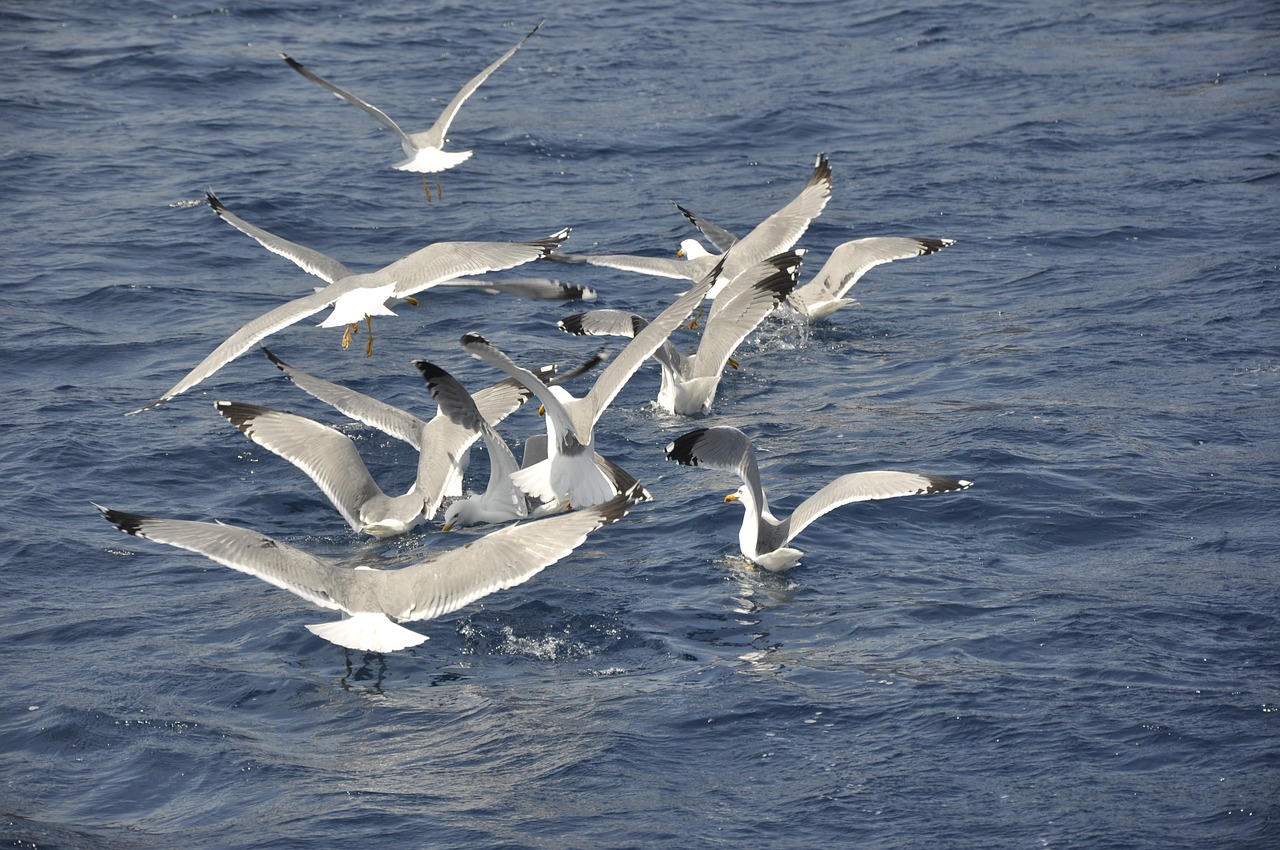 seagulls birds bird flight free photo