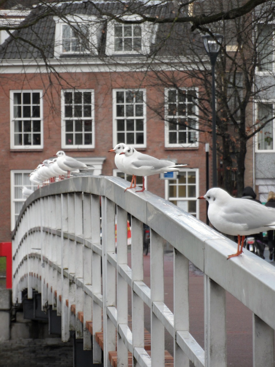 seagulls birds seagull free photo