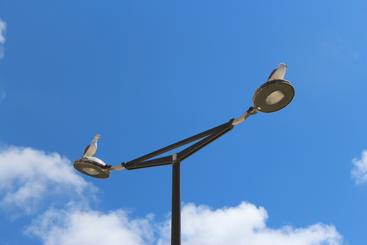 seagulls birds lamp free photo
