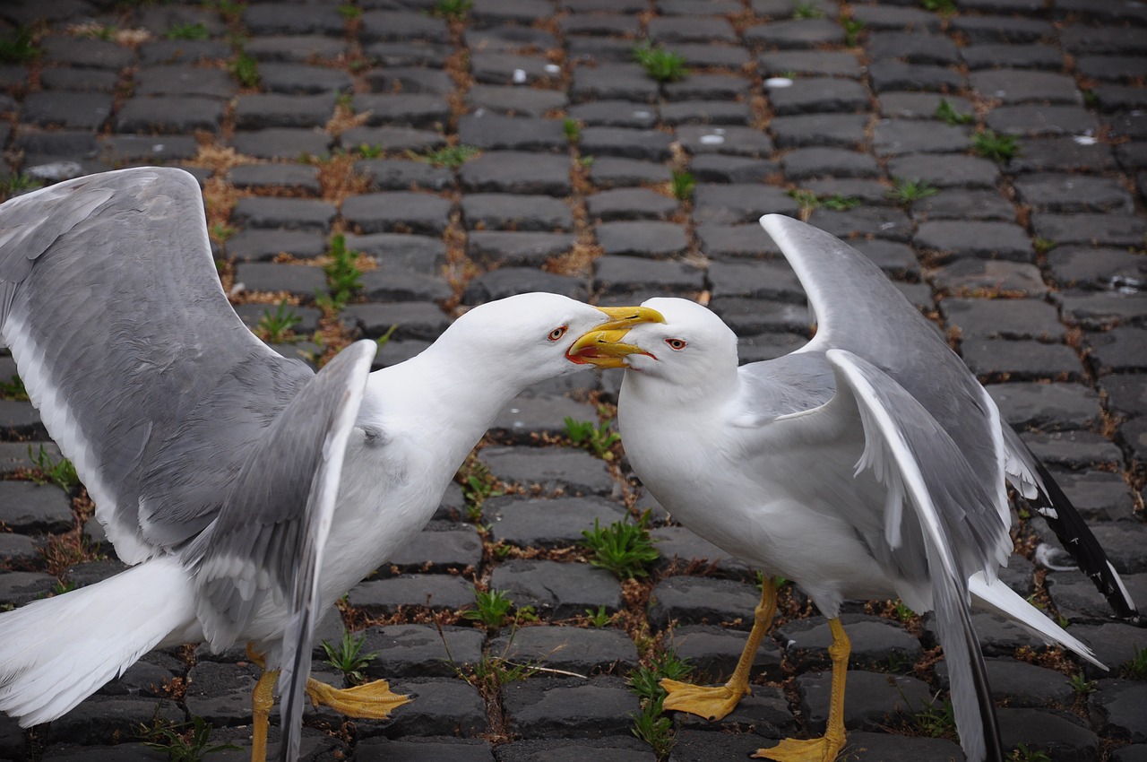 seagulls lungotevere rome free photo