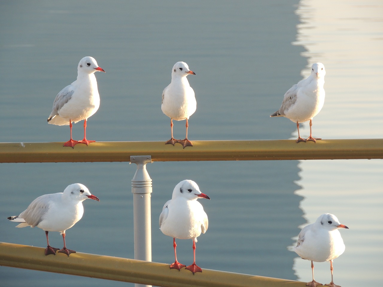 seagulls sea gull free photo