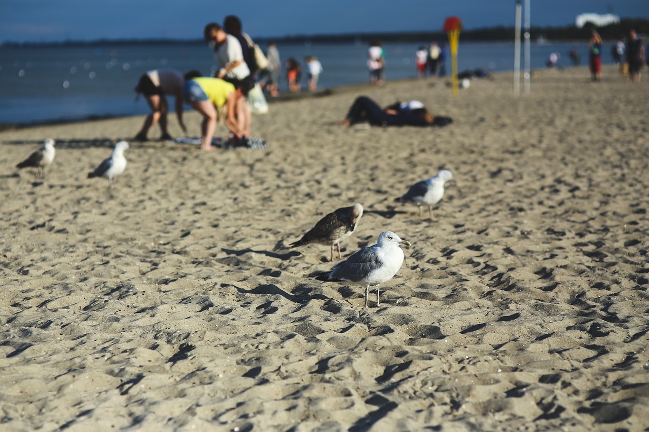 seagulls birds sand free photo