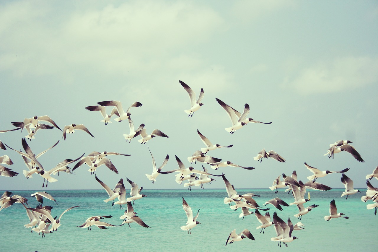 seagulls beach bird free photo