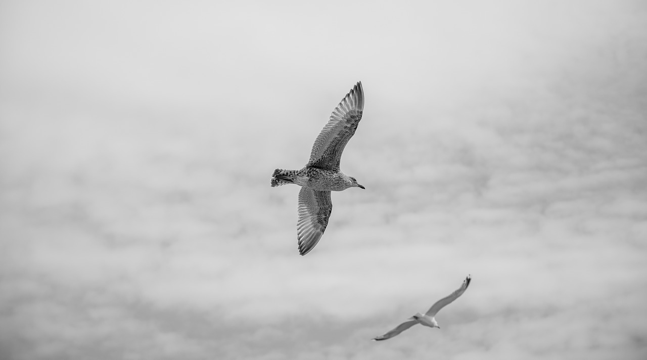 seagulls birds animal free photo