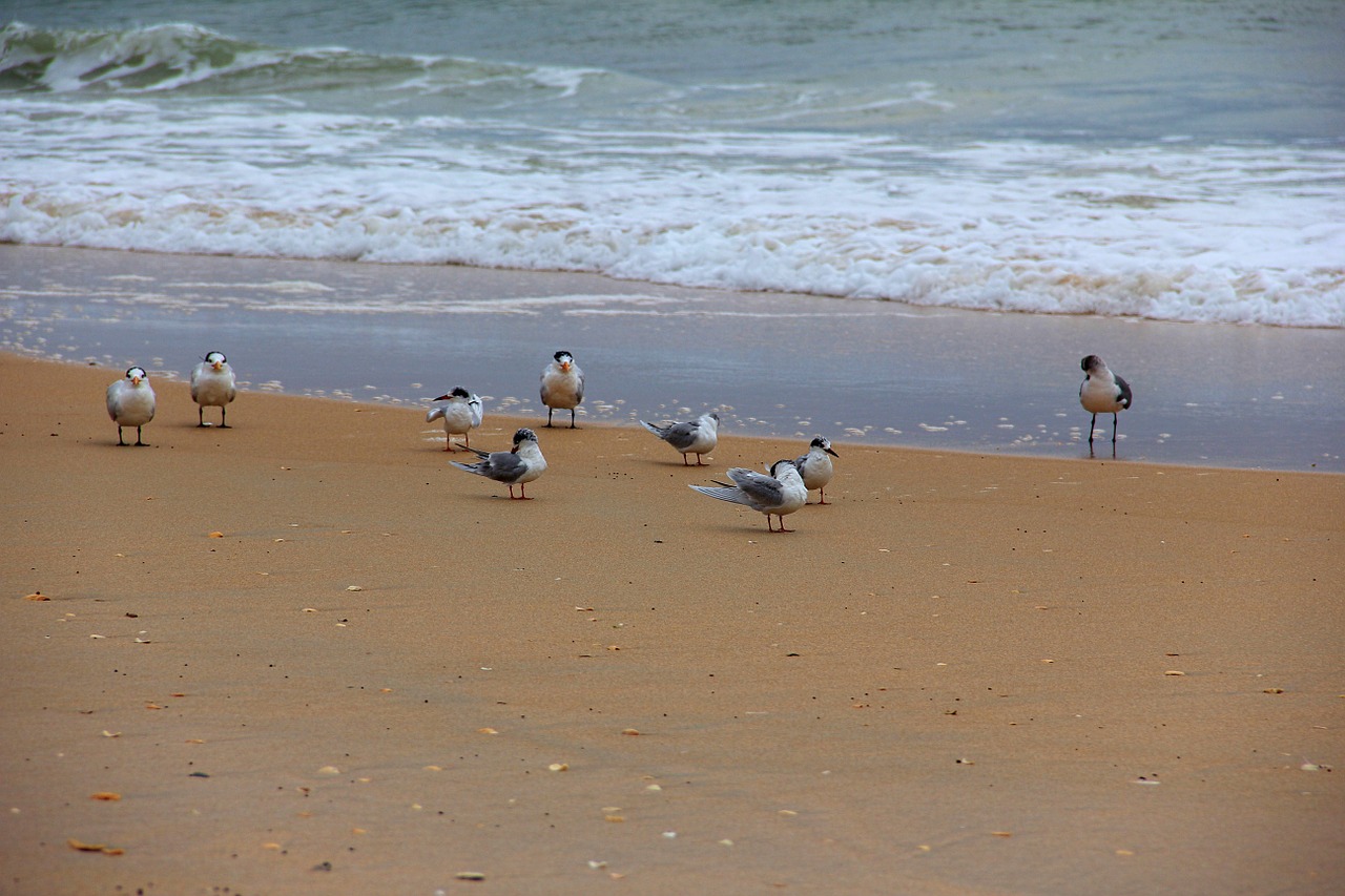seagulls birds beach free photo