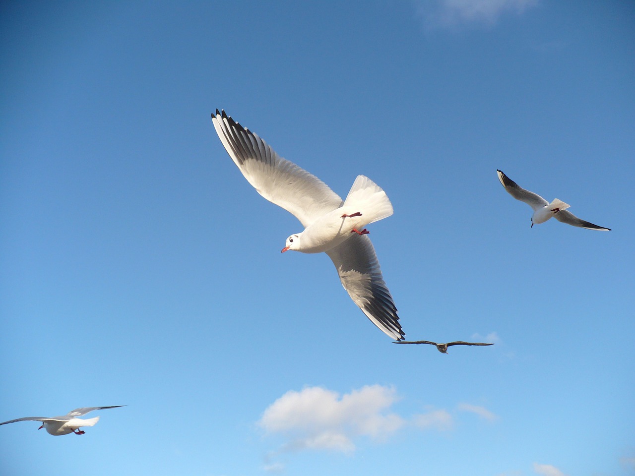 seagulls birds flying seagull free photo