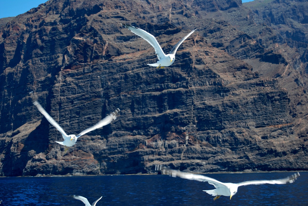 seagulls flying ocean free photo