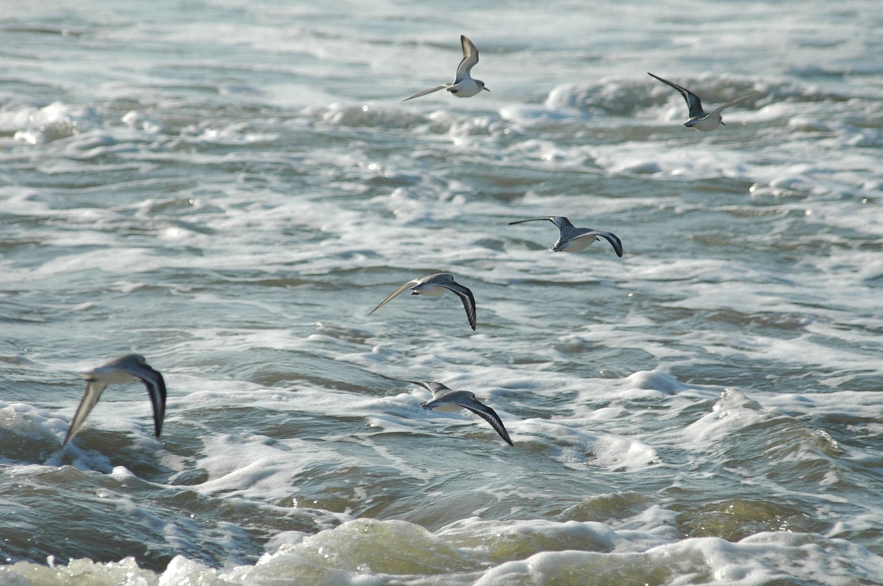 seagulls surf california free photo