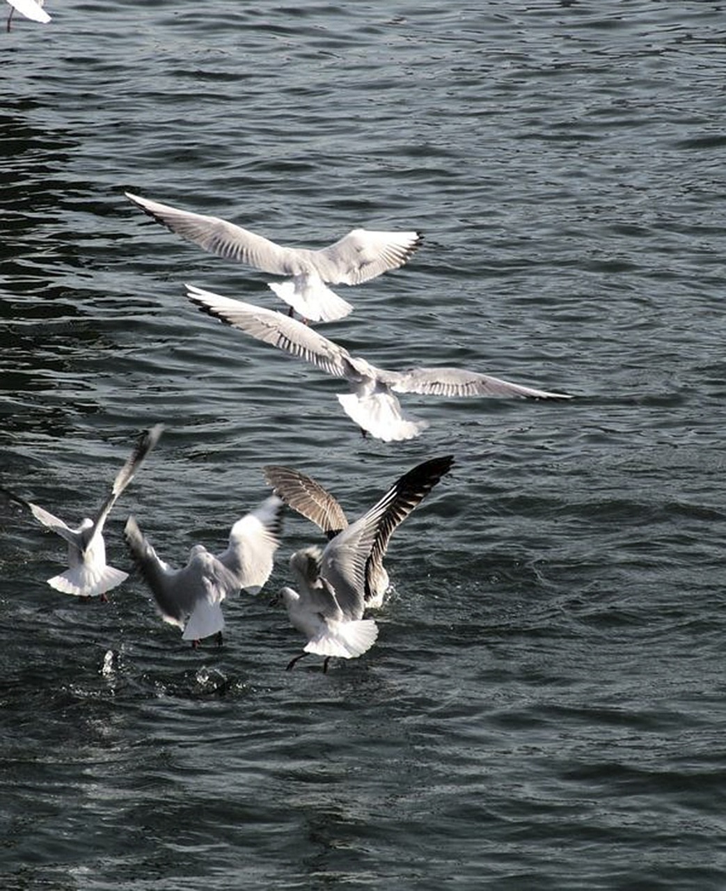 seagulls flight sea free photo