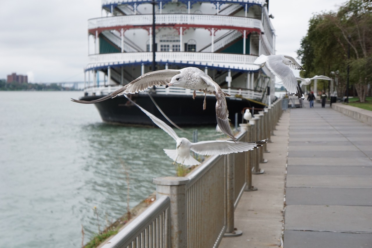 seagulls riverside river free photo