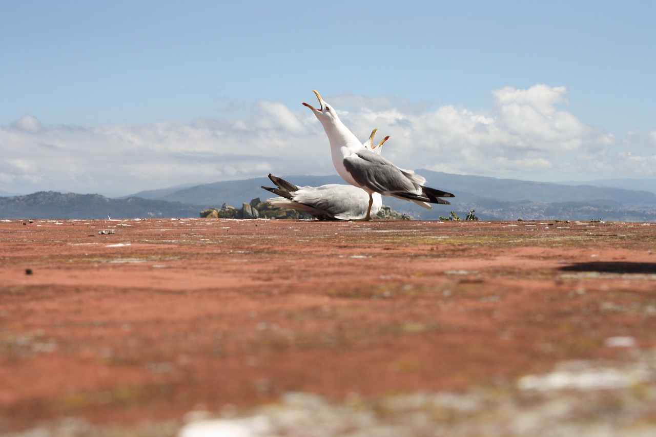 seagulls sky mount free photo
