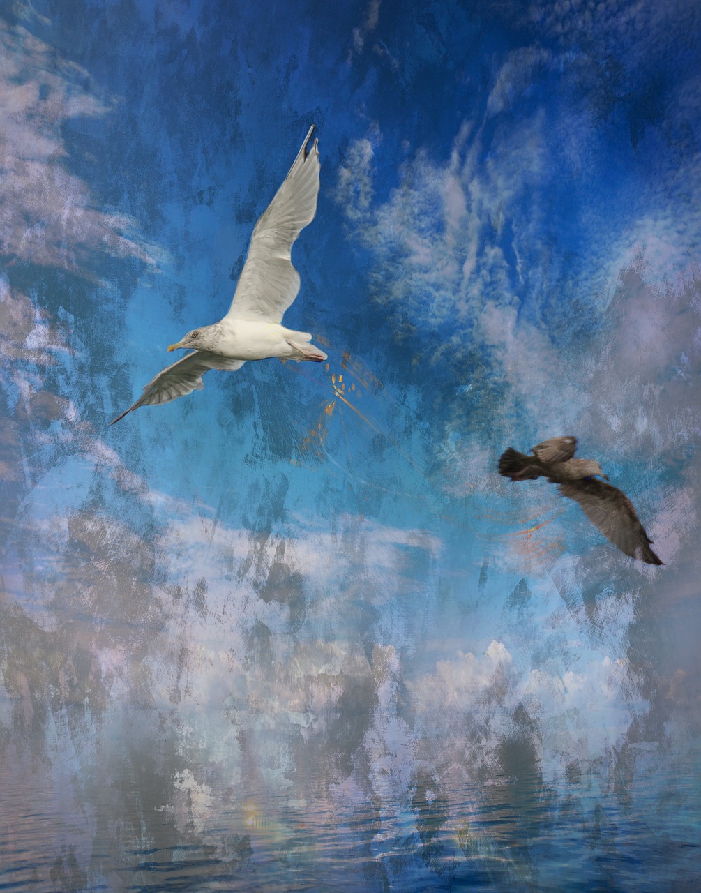 seagulls sky ocean free photo