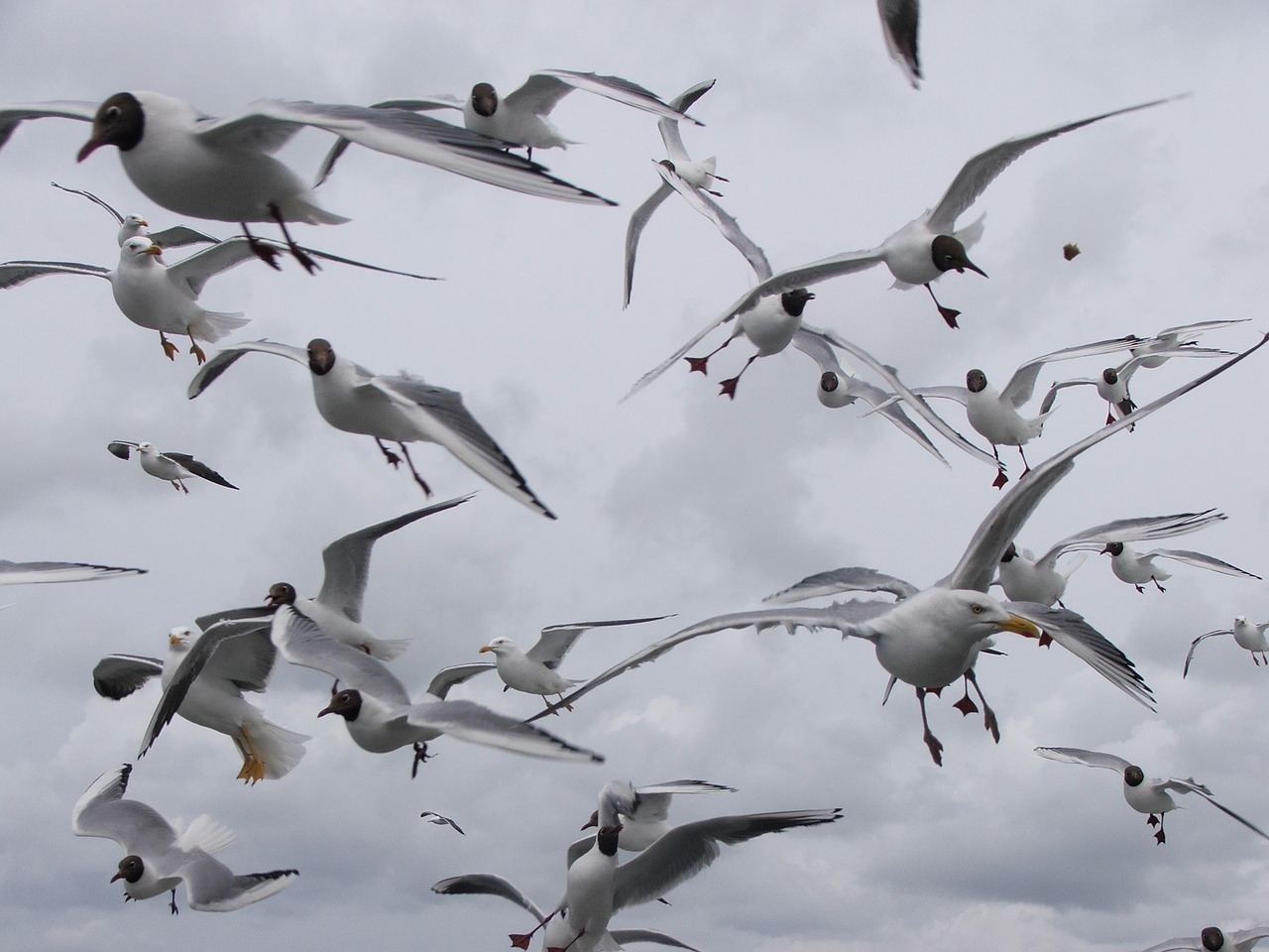 seagulls birds seagull free photo