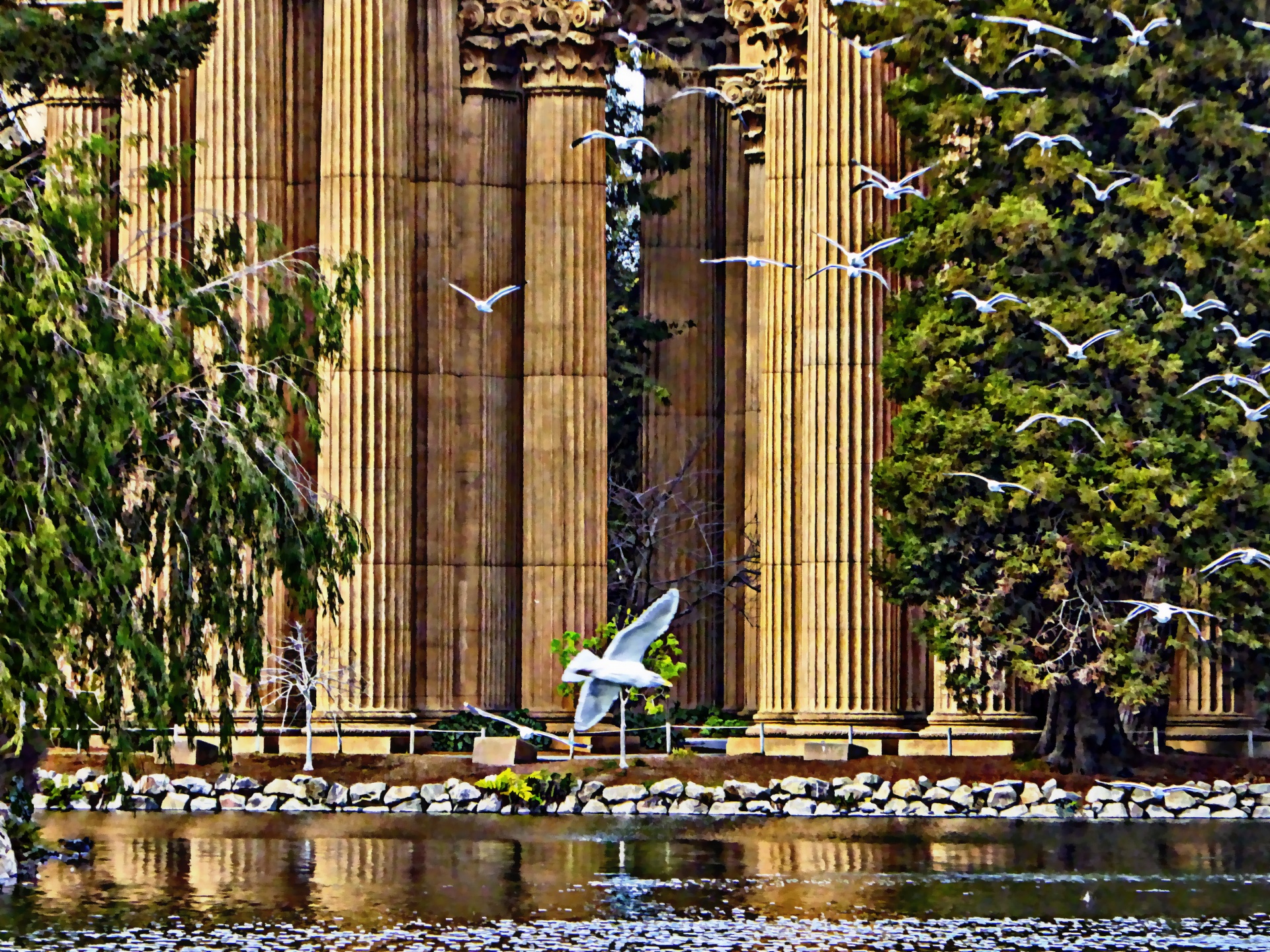 seagull seagulls san francisco free photo