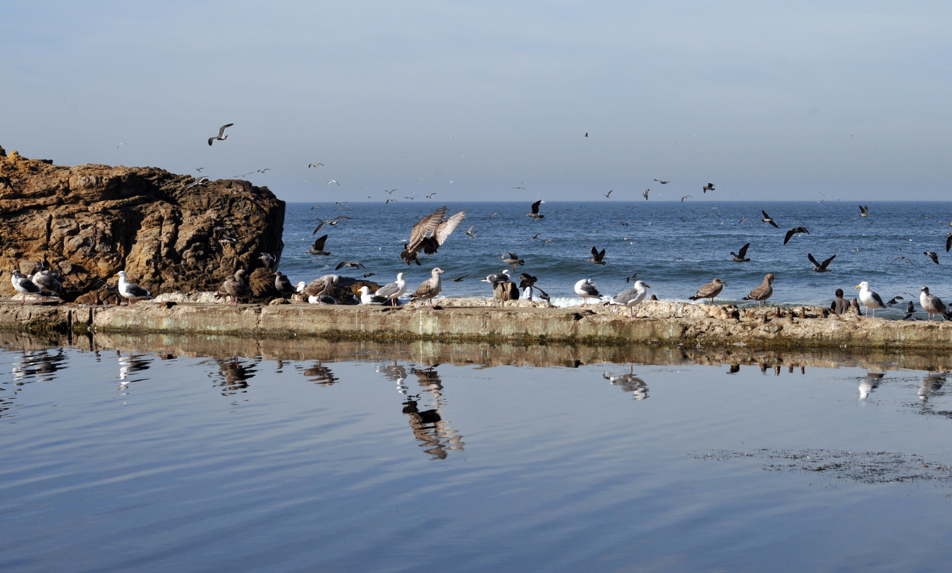 seagull seagulls bird free photo