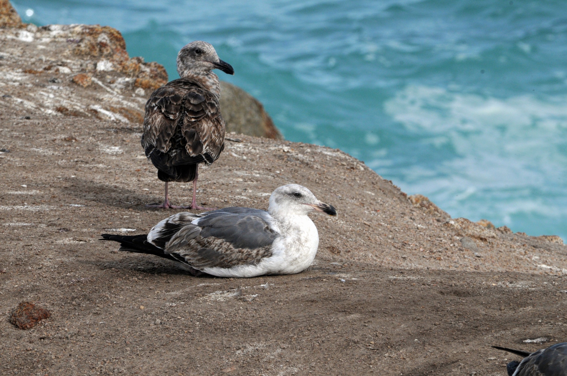 seagull sea gull gulls bird free photo