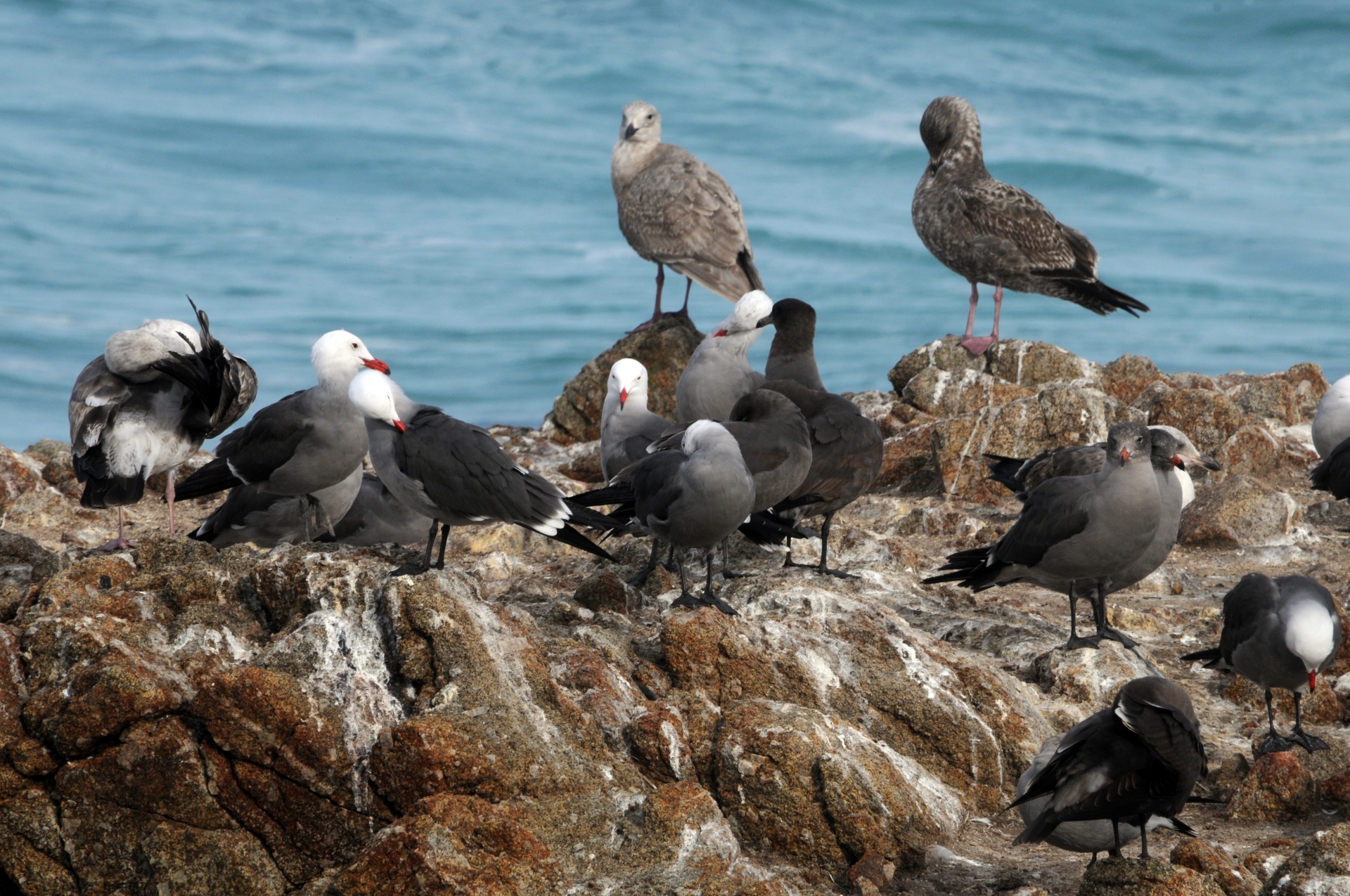 seagull sea gull gulls bird free photo