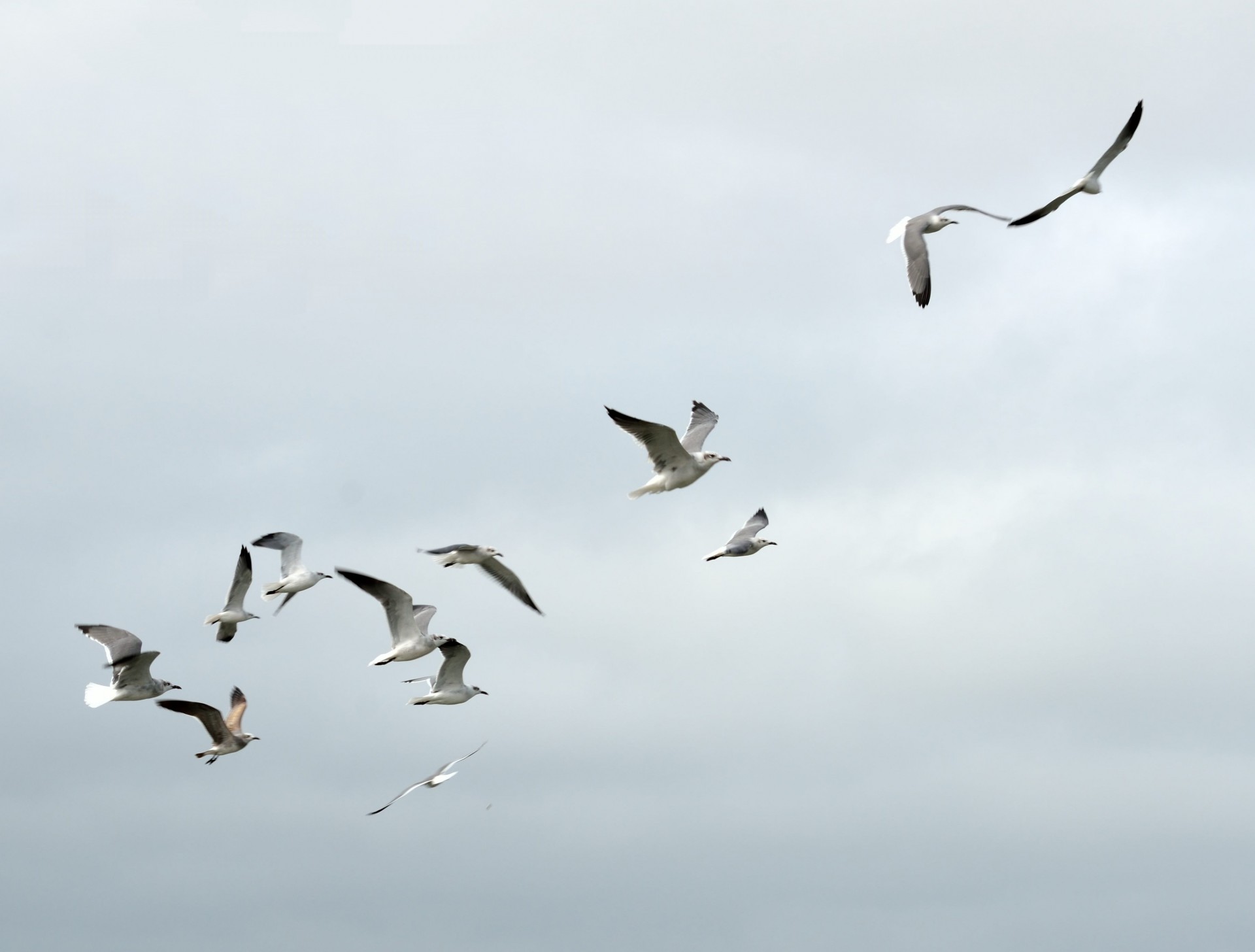 seagulls flying wildlife free photo