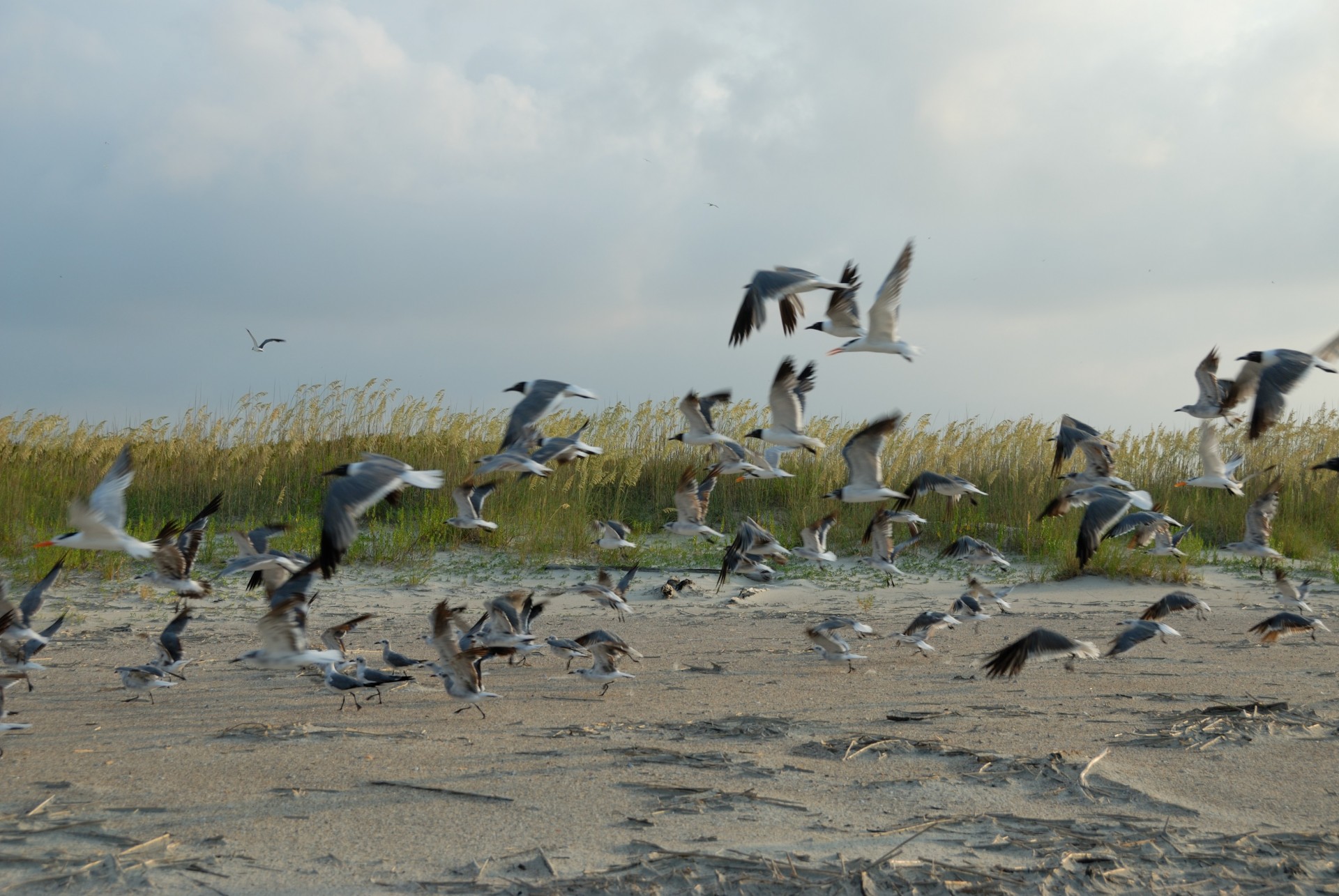 seagulls birds avian free photo