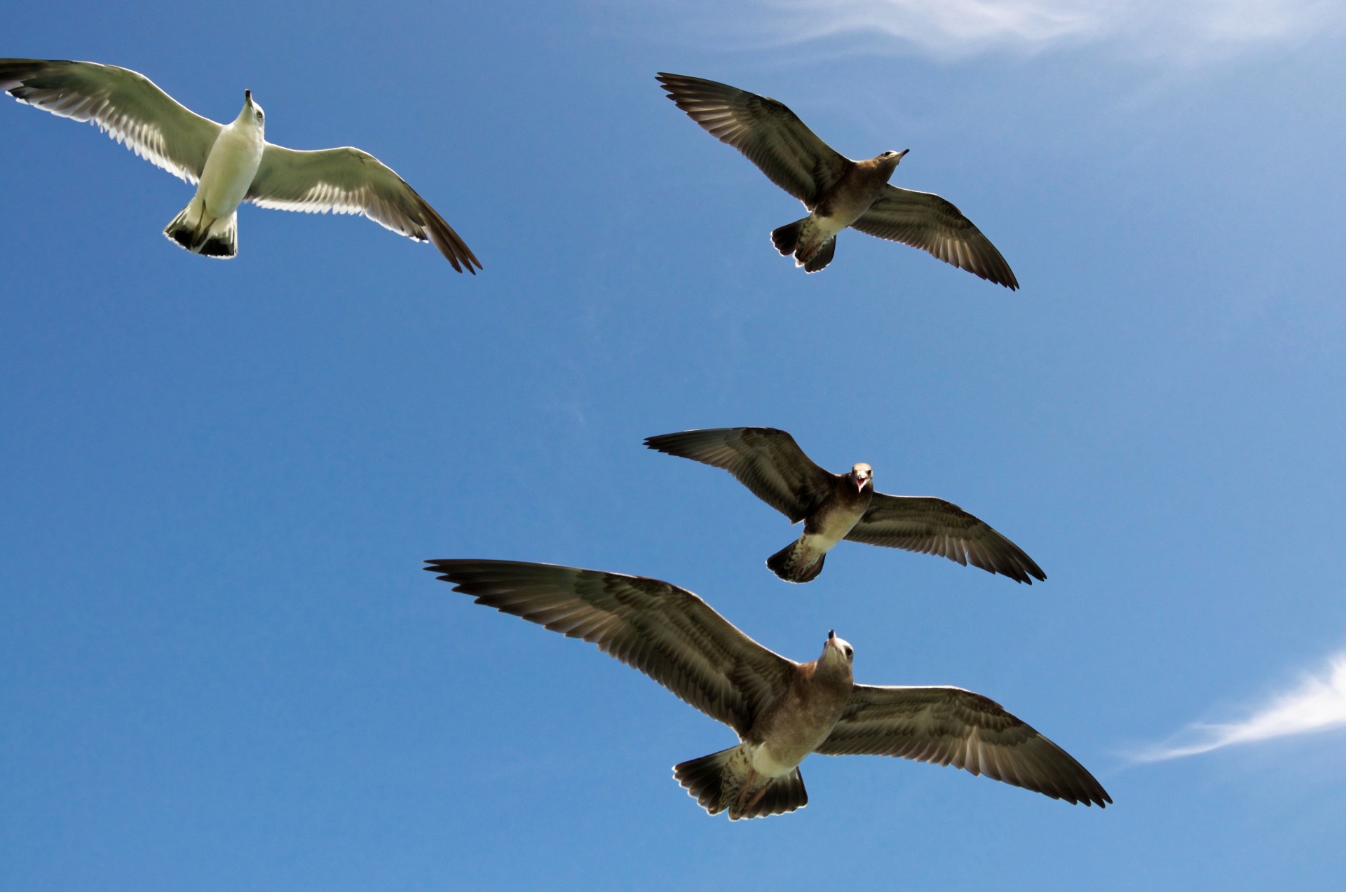 seagulls flying sky free photo