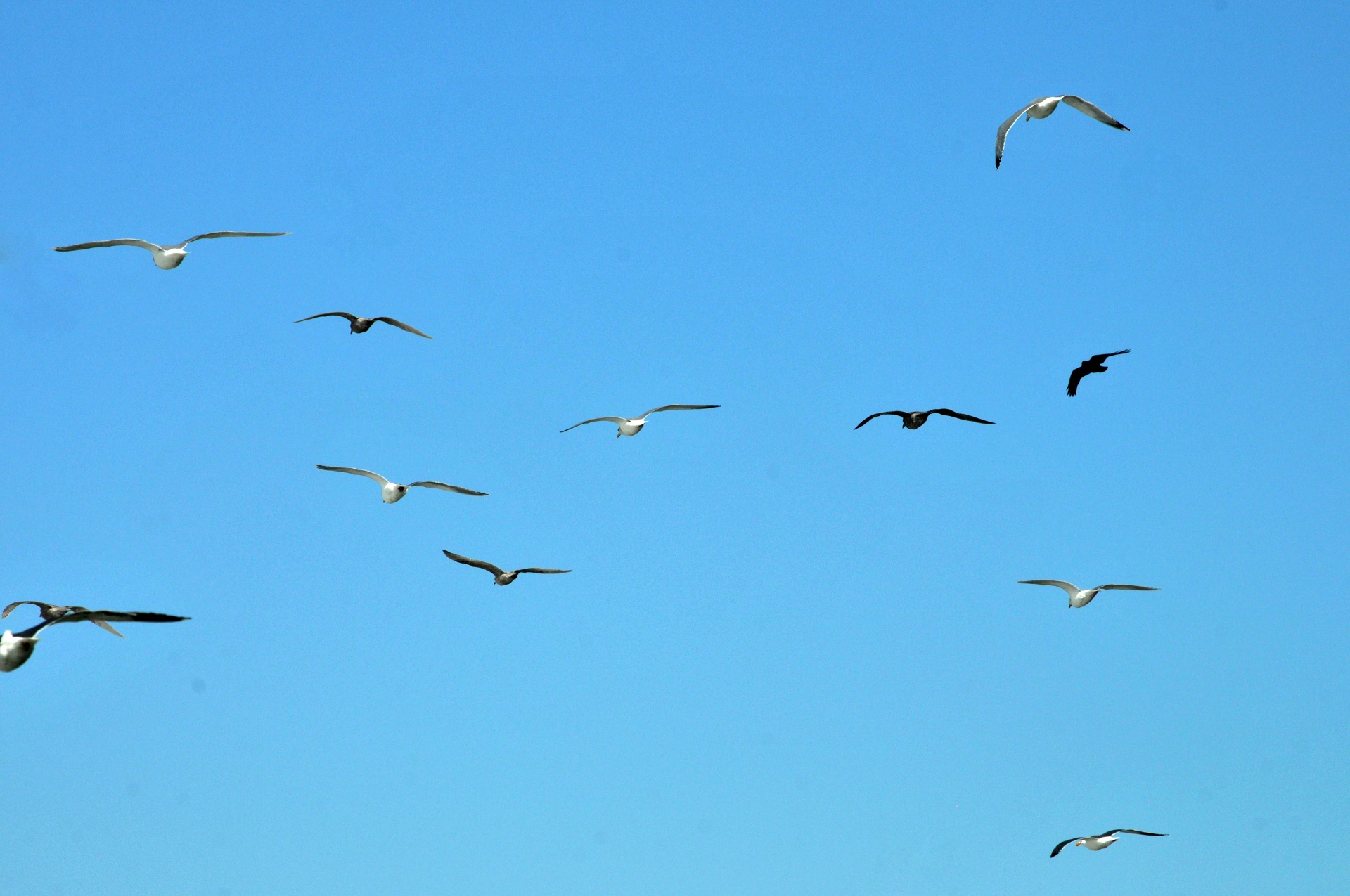 seagulls seagull fly free photo