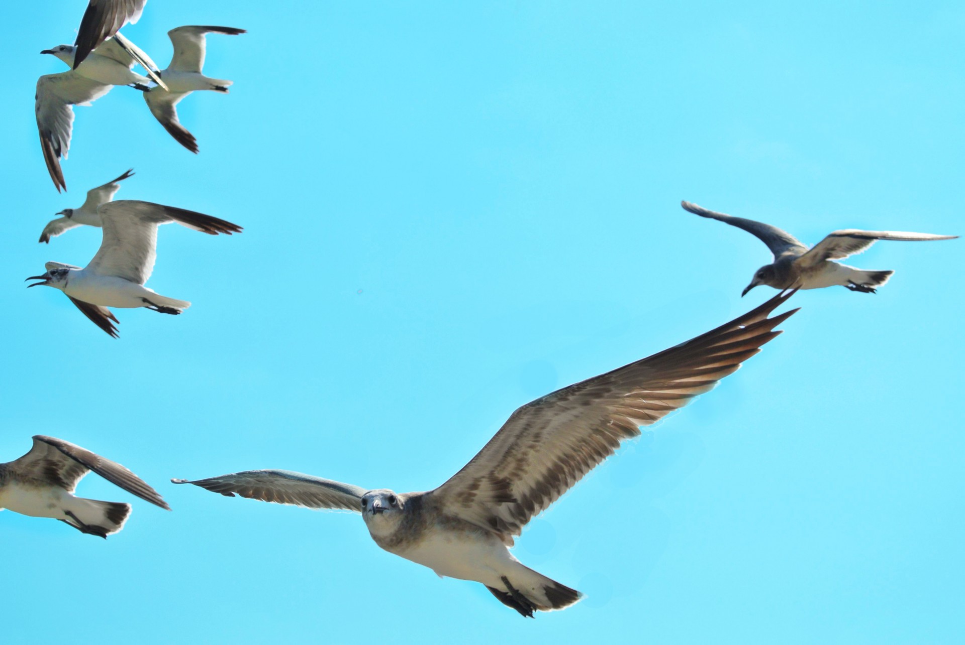 birds animals seagulls free photo