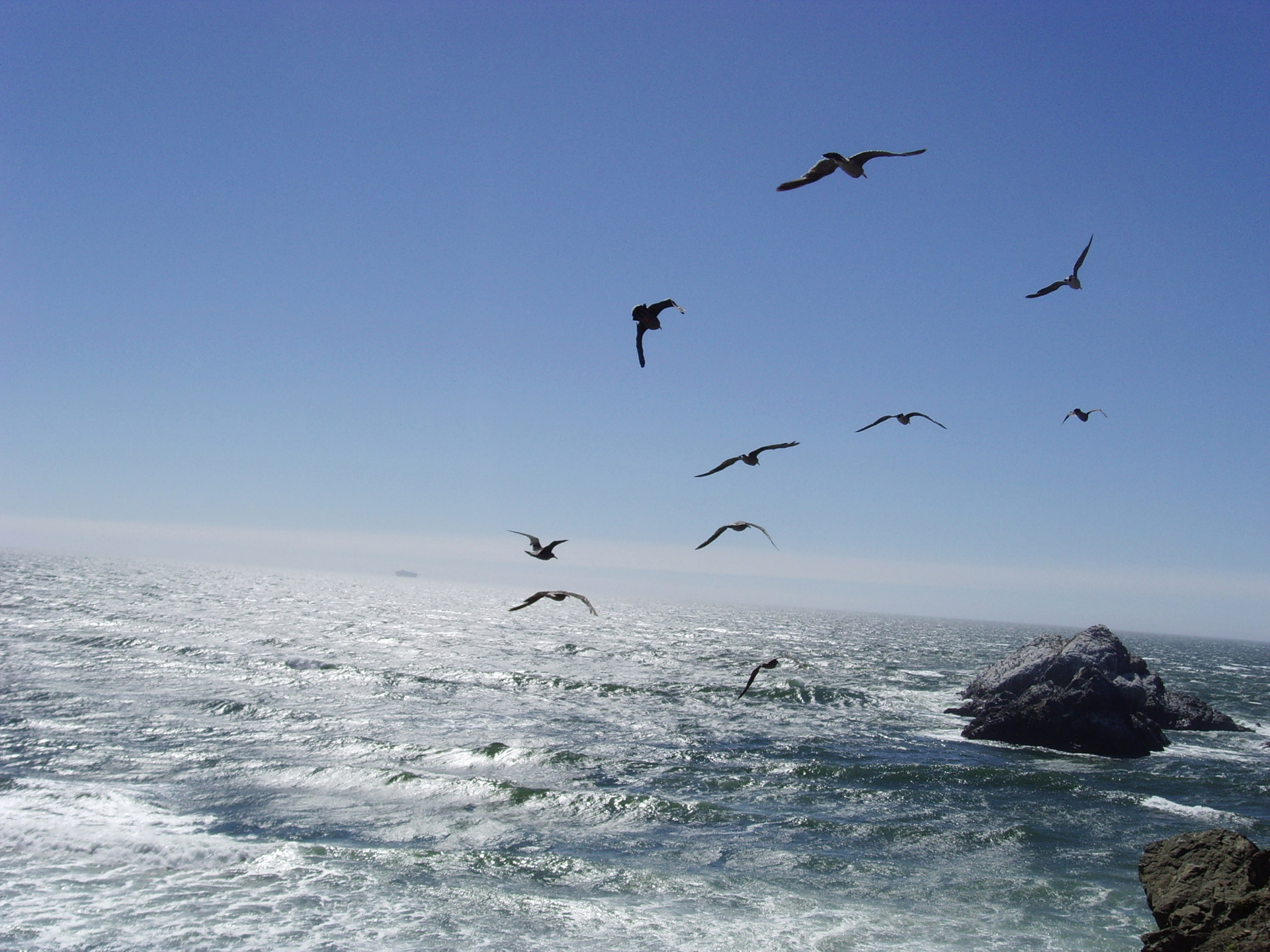 seagulls ocean sea free photo