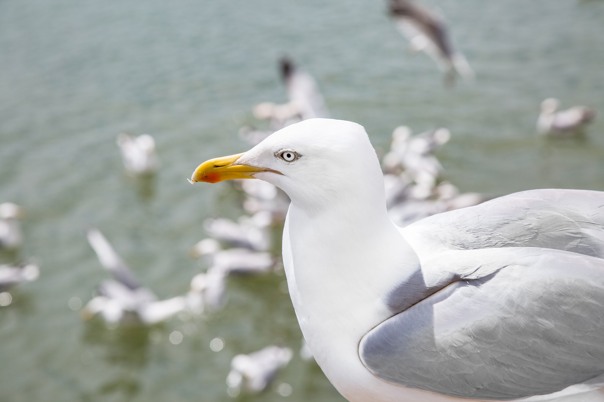 seagull flying sky free photo