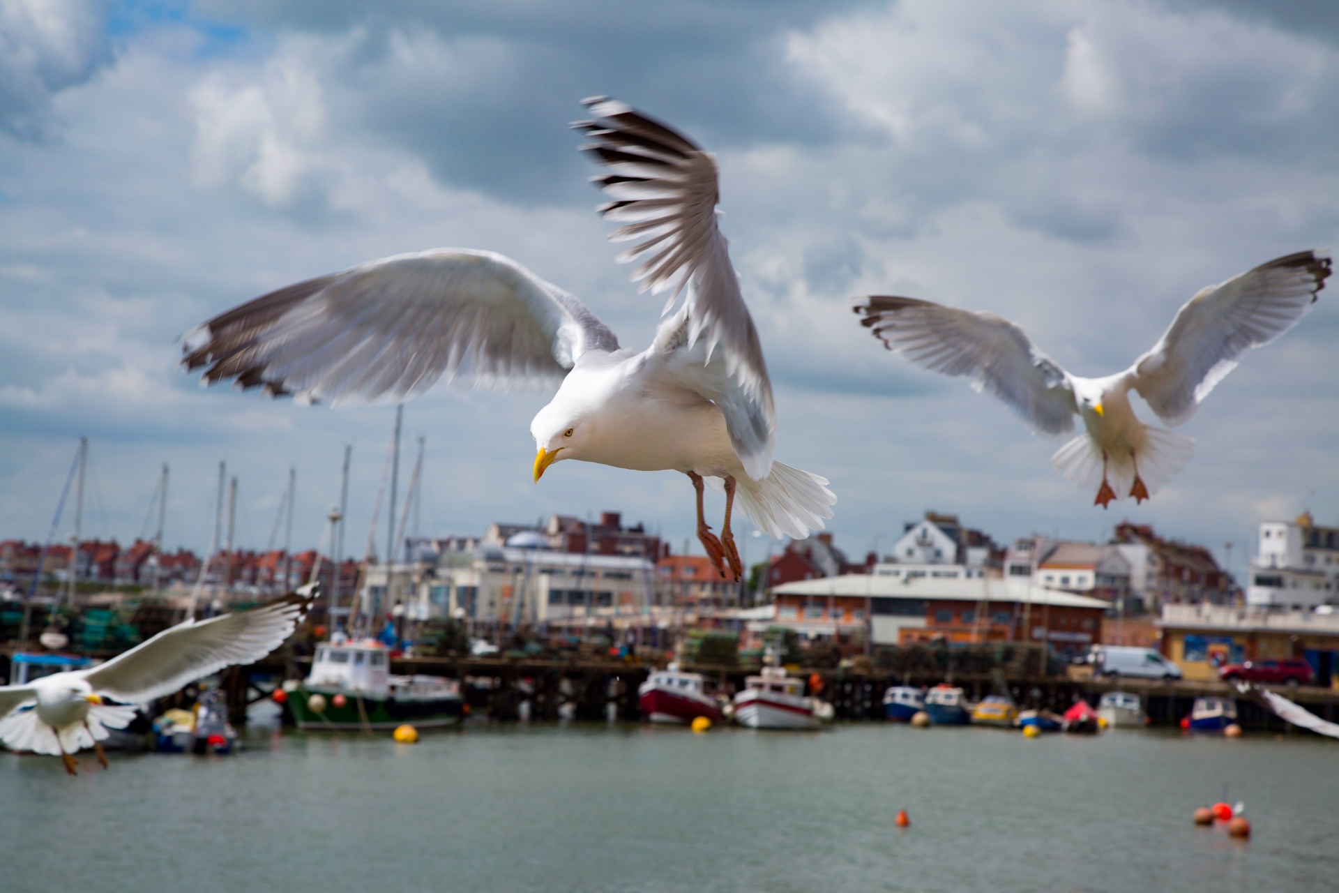 seagull flying sky free photo