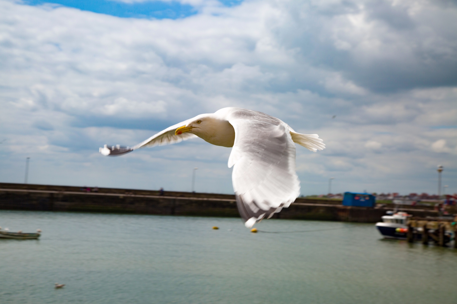 seagull flying sky free photo