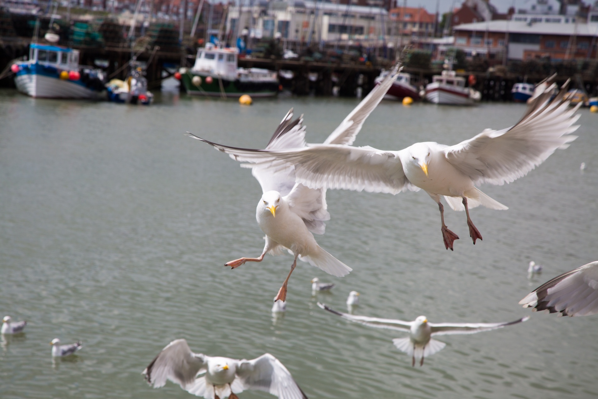 seagull flying sky free photo