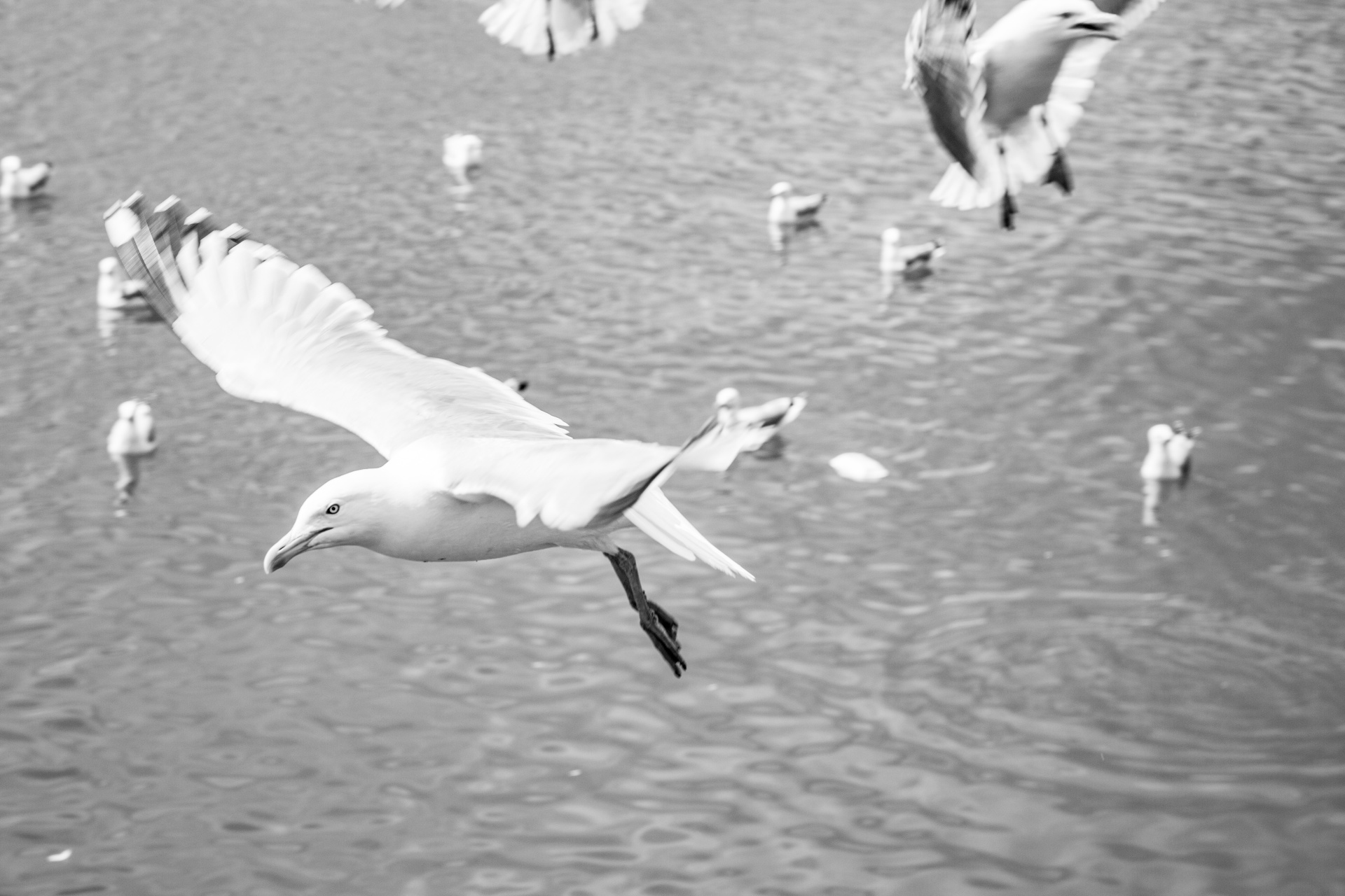 seagull flying sky free photo