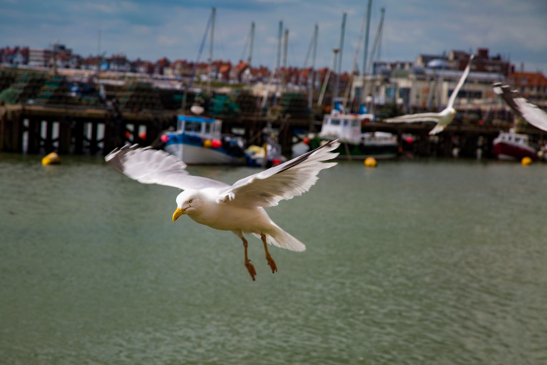 seagull flying sky free photo