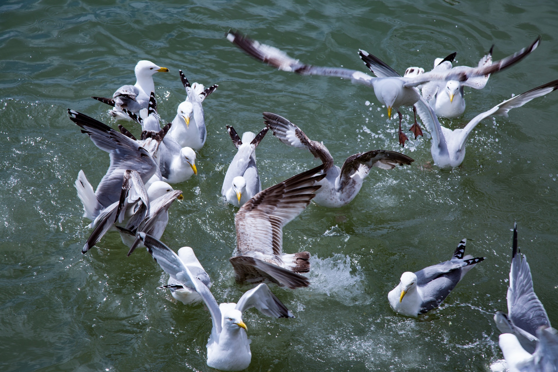 seagull flying sky free photo