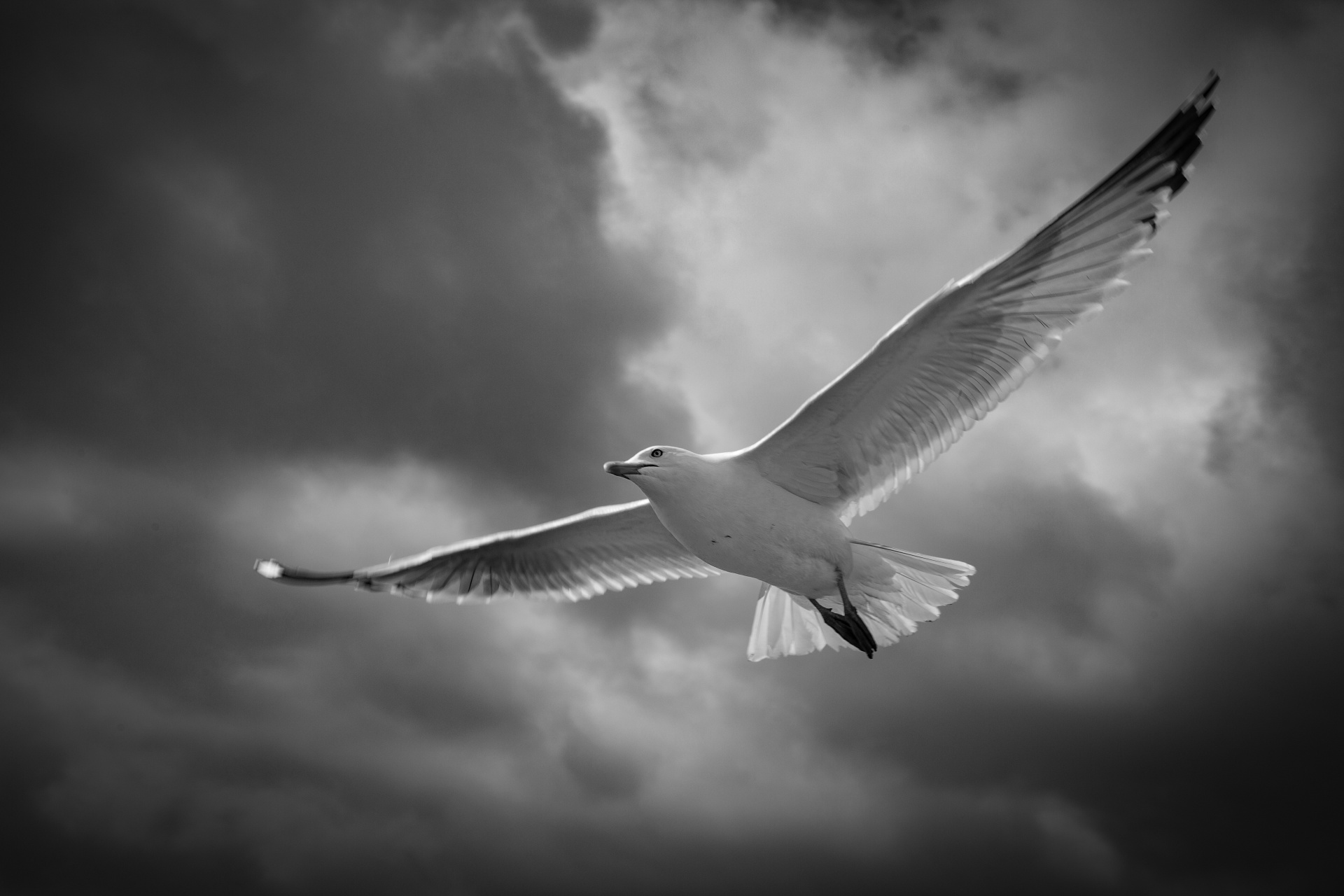 seagull flying sky free photo