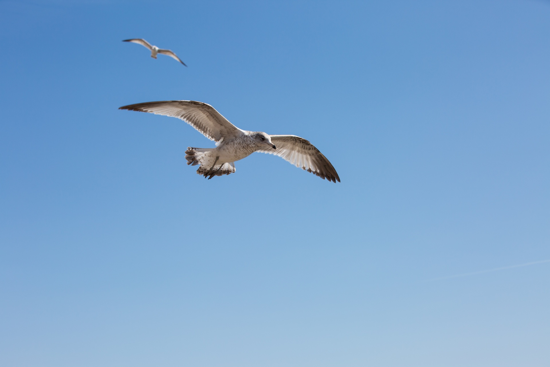 seagull flying sky free photo