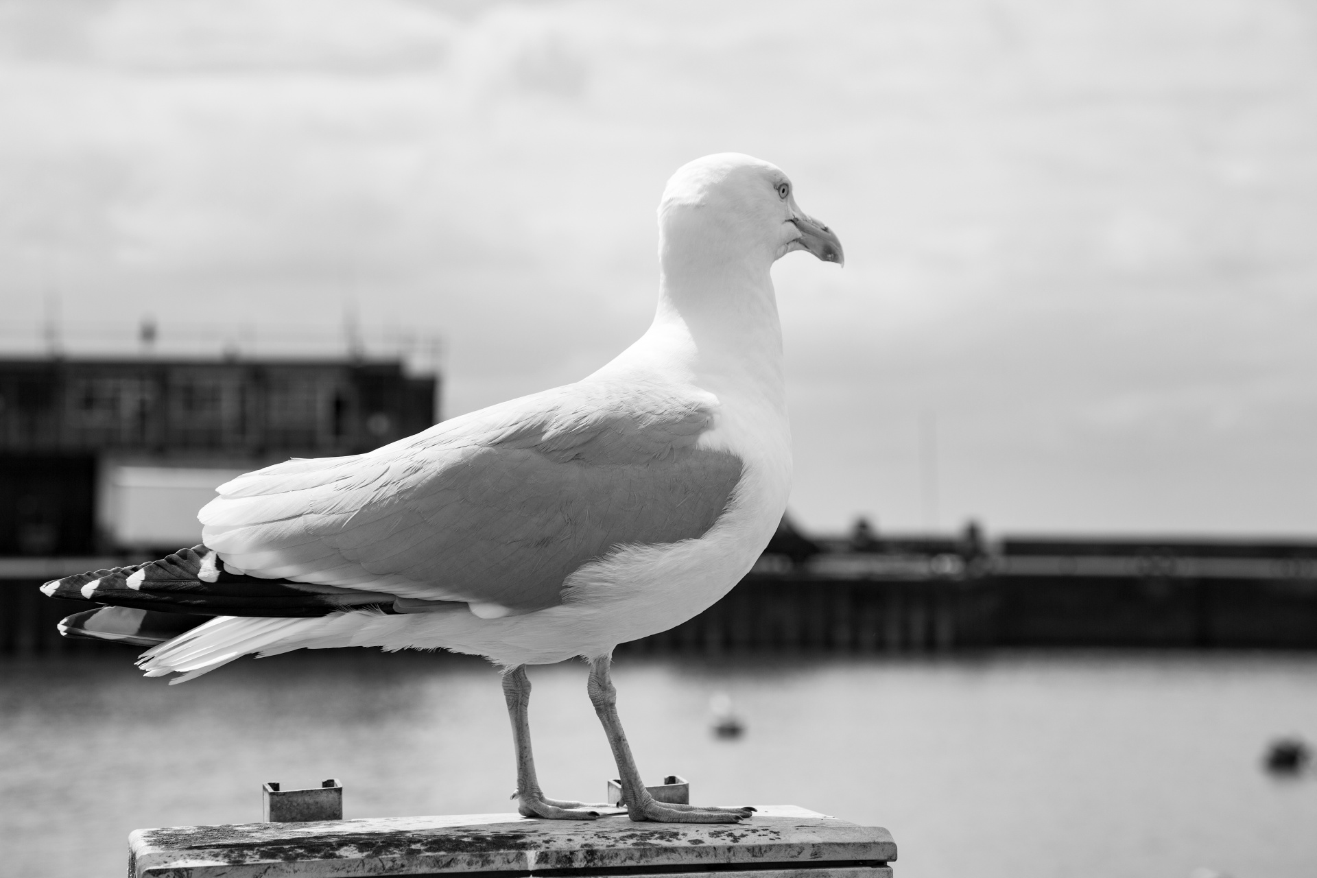 seagull flying sky free photo