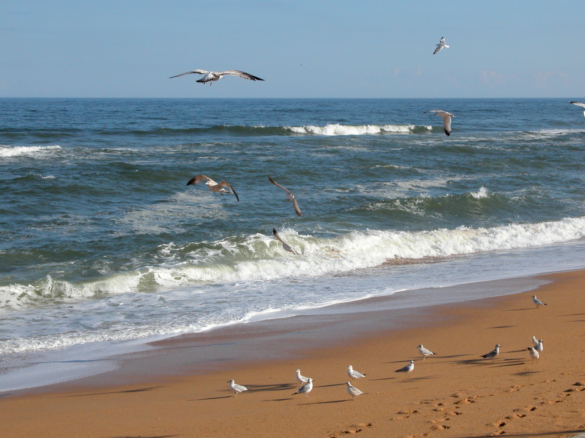birds avian seagulls free photo
