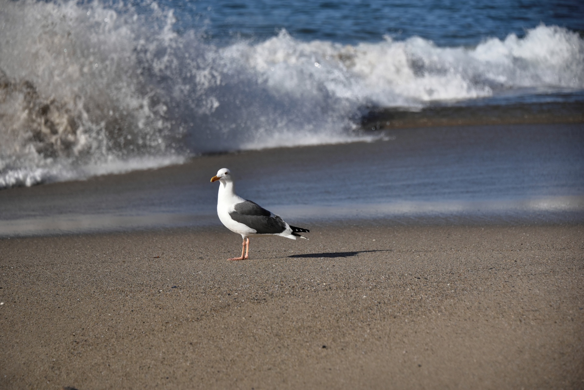 seagull adult standing free photo